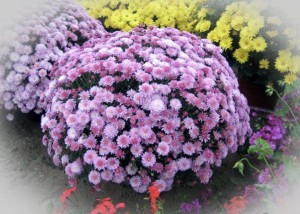 d1086a1c-c2db-4c40-bc01-95413ce21cdb.jpeg
